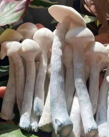 WHERE TO BUY FRESH PSILOCYBIN MAGIC MUSHROOM