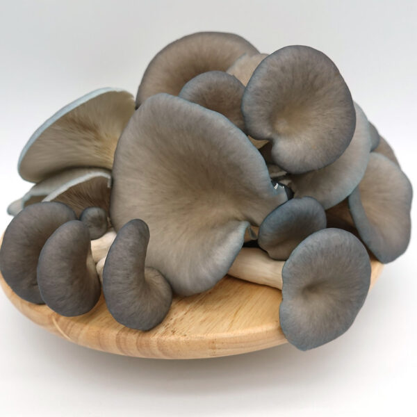 Blue Oyster Mushrooms