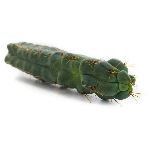 Echinopsis – Hedgehog cactus