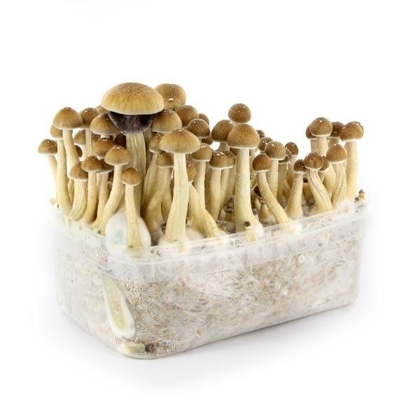 Mazatapec Mushroom Grow Kit