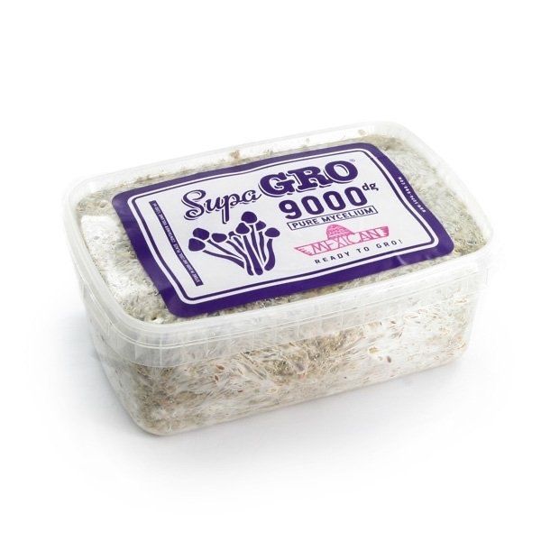 Mexican Mushroom Grow Kit