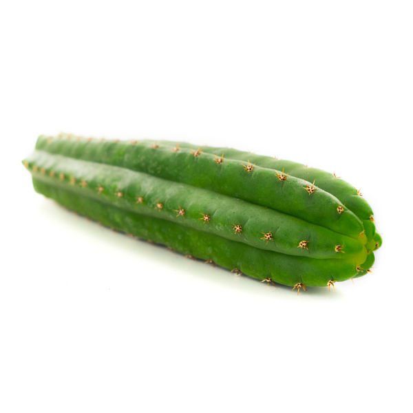 San Pedro cactus Echinopsis pachanoi live cutting 40cm UK