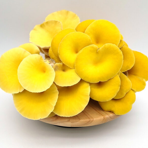 Yellow Oyster Mushrooms
