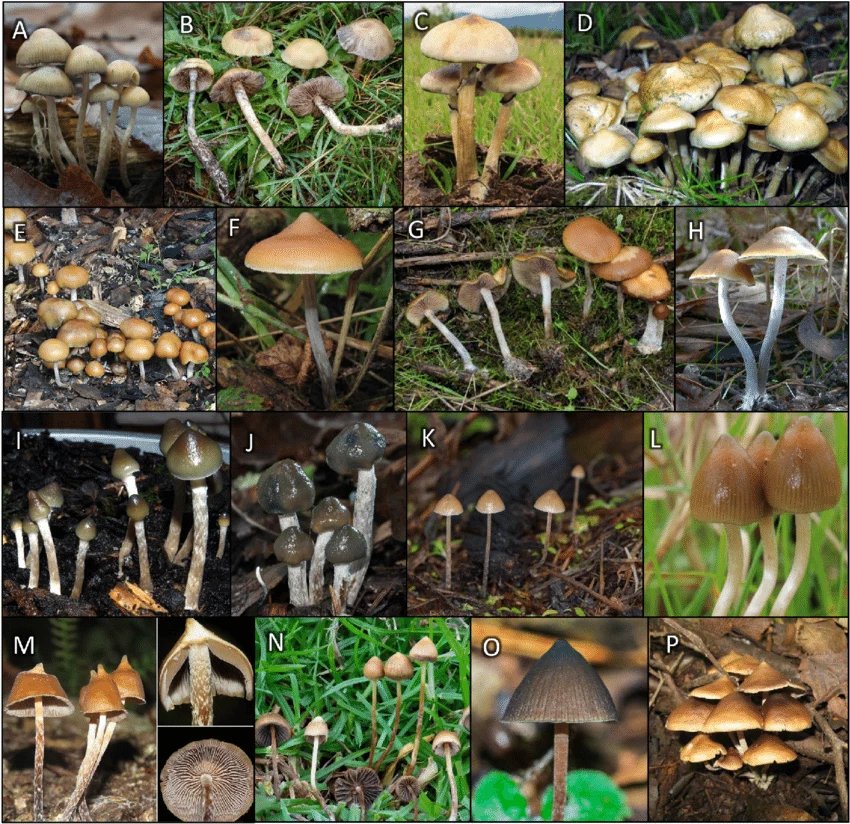 Psilocybe species diversity. Basidiomata of (A) Psilocybe serbica... | Download Scientific Diagram