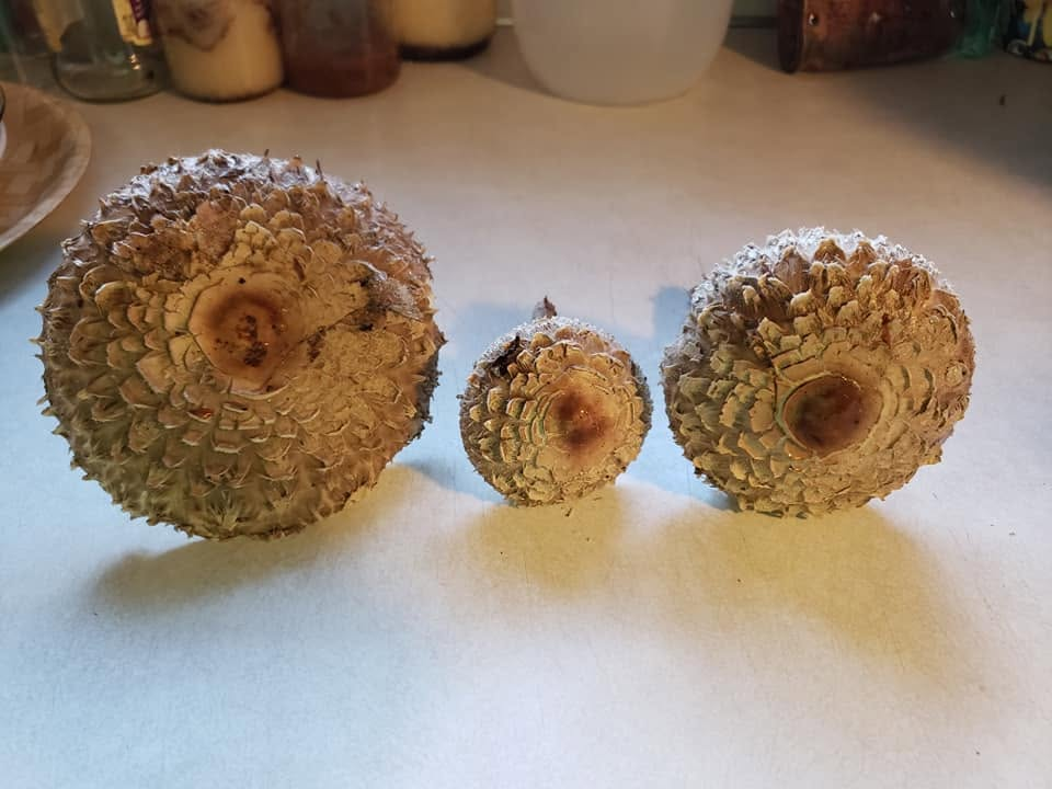 How to verify a mushroom spore print is safe?
How do you know if a Spore print is any good? What Do Magic Mushrooms Look Like in the UK