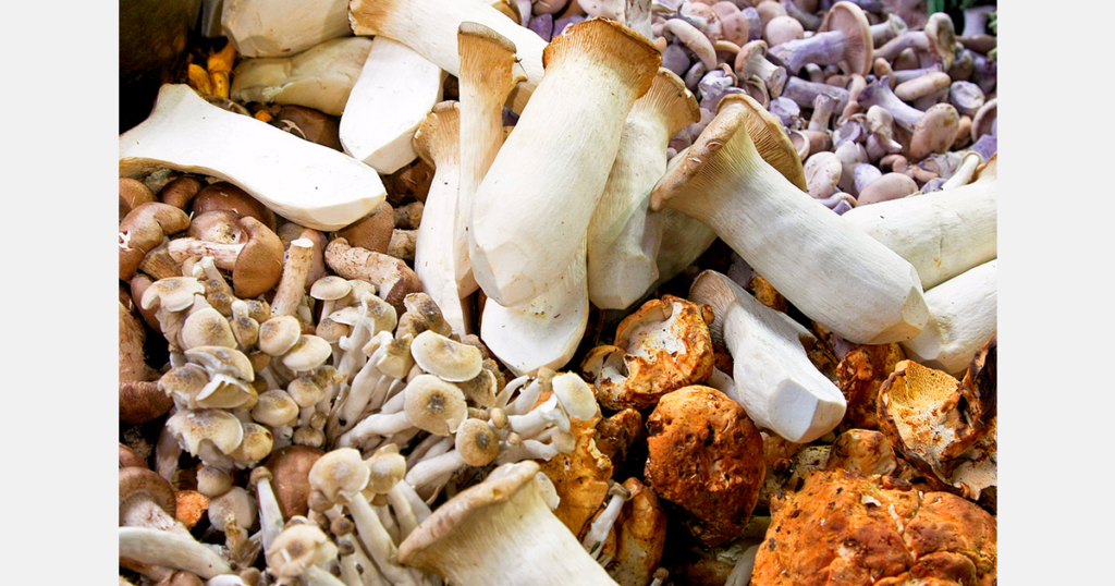 The provenance gap between imported and domestic supply; lions mane supplement in the UK