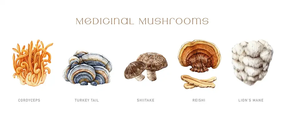 Where to Buy the Best Medicinal Mushrooms Online in the UK: Trusted Brands & Retailers

Medicinal Mushroom Types Available in the UK (& Where to Buy Each)