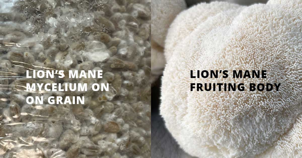 Comparison of pure lions mane fruiting body versus mycelium on grain filler