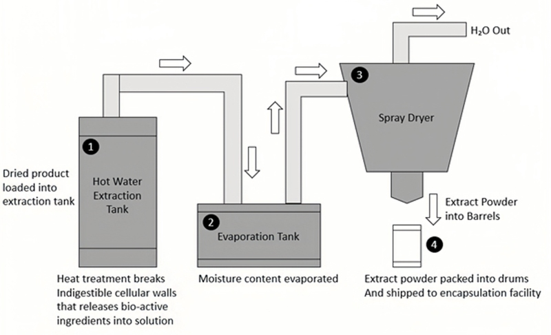 Diagram showing the dual extraction process for medicinal mushrooms