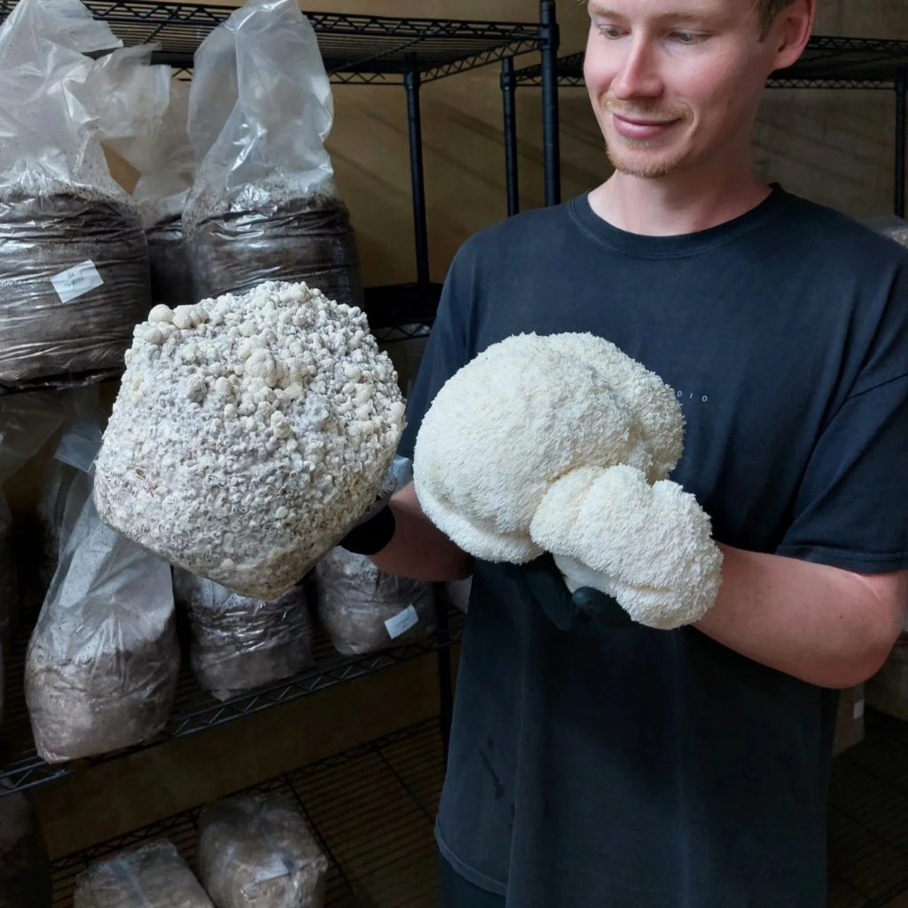 A mycologist inspecting lions mane fruiting bodies in a UK growing facility; UK Mushrooms Ok Review